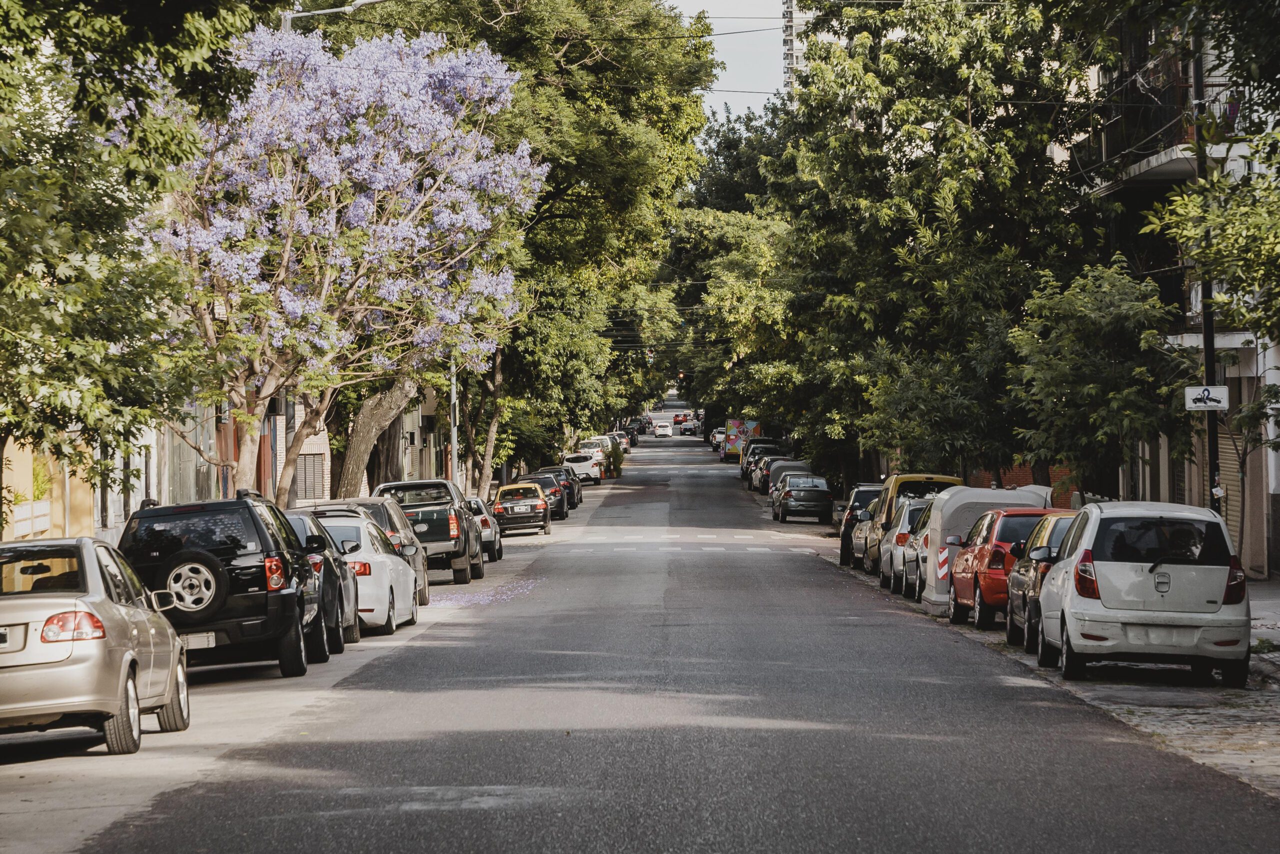 as espécies nativas para arborização urbana